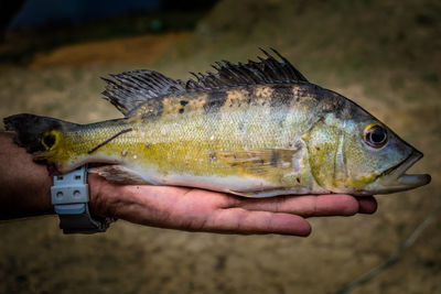 Cichla sp. the dinner for the local people.