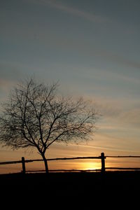 Silhouette bare tree against sky during sunset