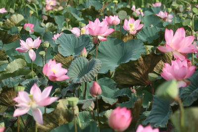 Close-up of pink lotus plants