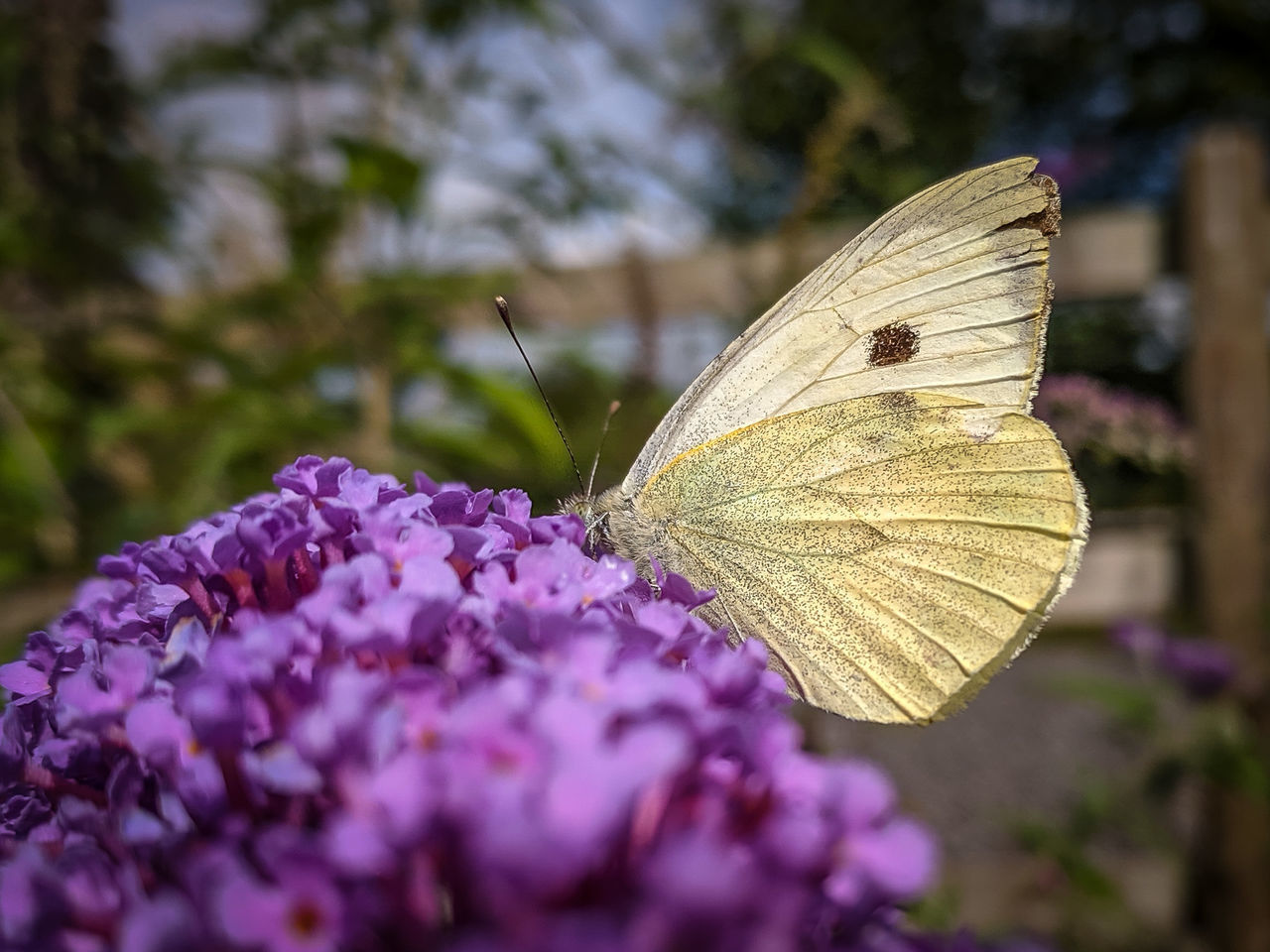 CLOSE-UP OF BUTTERFLY POLLINATING FLOWER