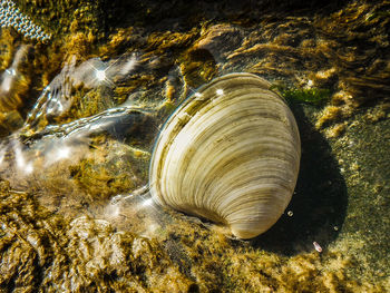 Close-up of turtle on beach