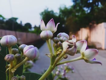Close-up of pink flowering plant