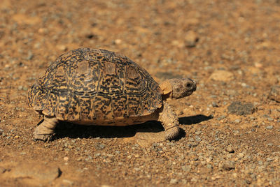 Leopard tortoise in the nature