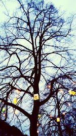 Low angle view of bare trees against sky