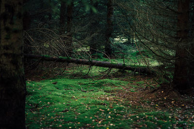 View of trees in forest