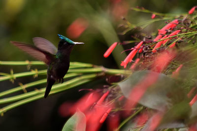 Close-up of bird flying