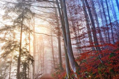 Low angle view of trees in forest