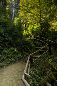 Staircase in forest