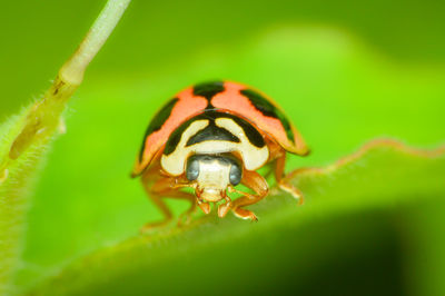 Close-up of insect on leaf