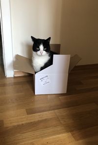 Portrait of cat sitting on hardwood floor