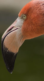 Close-up side view of a bird