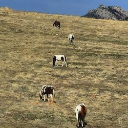 Horse on field