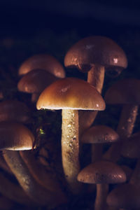 Close-up of mushrooms growing on field