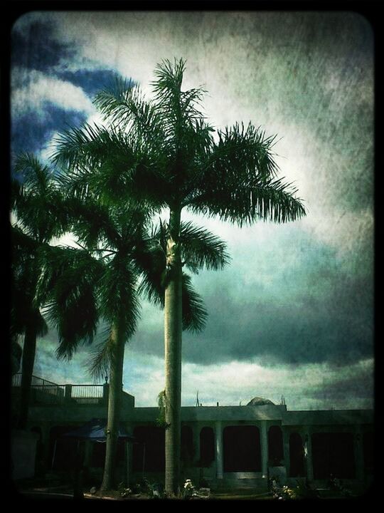 palm tree, sky, tree, transfer print, cloud - sky, auto post production filter, low angle view, cloudy, silhouette, built structure, building exterior, architecture, nature, overcast, cloud, growth, weather, dusk, outdoors, no people