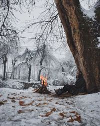 Bare trees on snow covered landscape