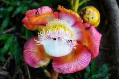 Close-up of pink flower