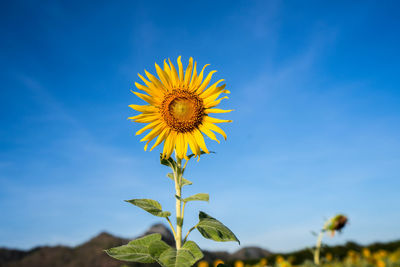 Close-up of sunflower against blue sky