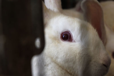 Close-up portrait of white dog