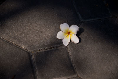 Close-up of frangipani flower