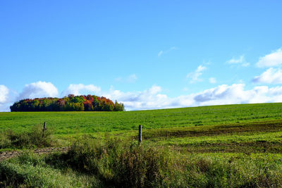 Scenic view of field against sky