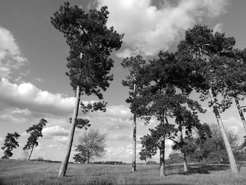 Low angle view of trees on field against cloudy sky