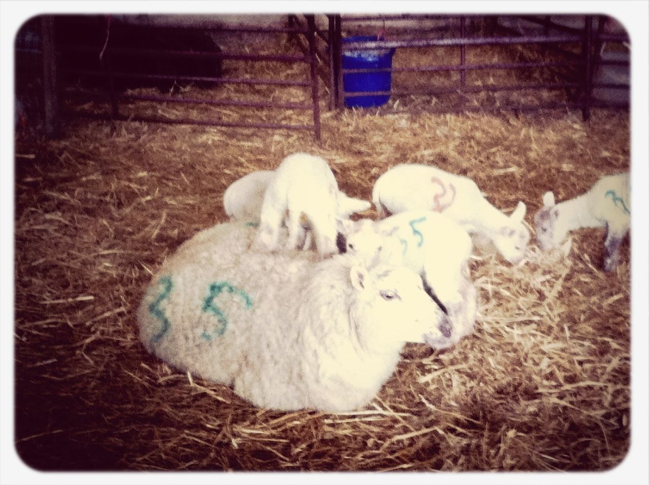 domestic animals, transfer print, field, grass, auto post production filter, animal themes, mammal, livestock, day, abandoned, pets, sheep, grassy, outdoors, dog, lying down, relaxation, hay, no people, front or back yard