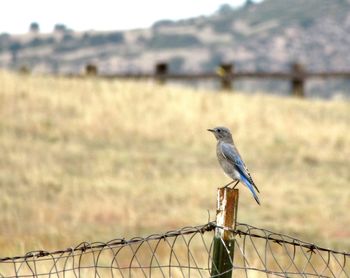 Bird perching on a fence