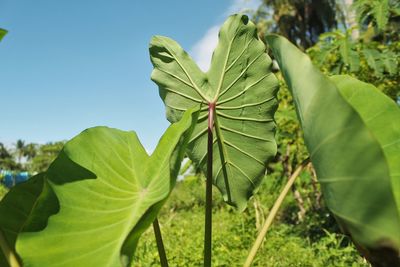 Close-up of fresh green leaves on field against sky