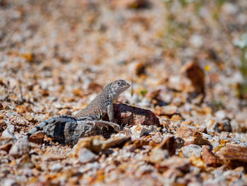 Close-up of lizard on rock