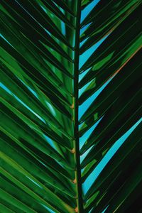 Full frame shot of palm leaves