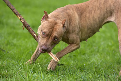 Portrait of a dog on field