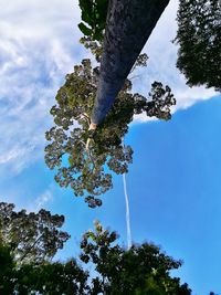 Low angle view of tree against sky