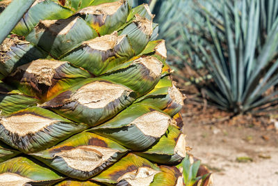 Close-up of blue agave pineapple on field