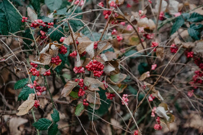 Close-up of red berries growing on tree