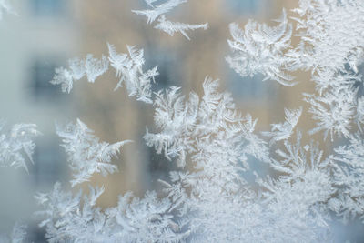 Close-up of snowflakes on window