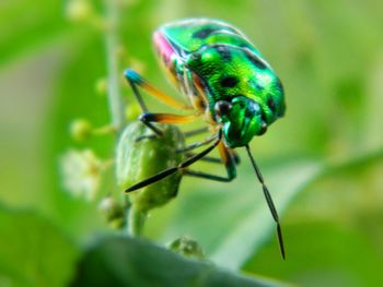 Close-up of insect on leaf