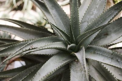 Full frame shot of aloe vera plant in garden