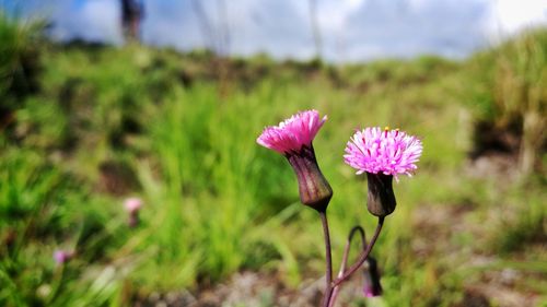 Close-up of pink flowering plant on field