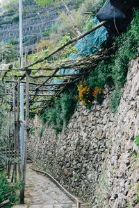 Plants along trees