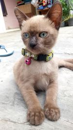 Portrait of cat sitting outdoors