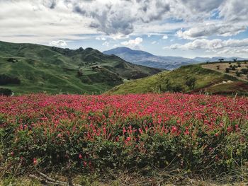 Scenic view of flowering plants on field against sky