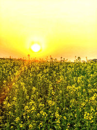 Scenic view of field against sky during sunset