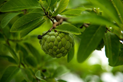 Close-up of fruits on tree