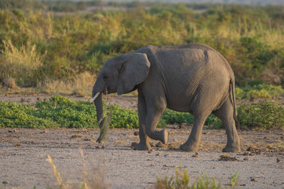 Side view of elephant standing on grass