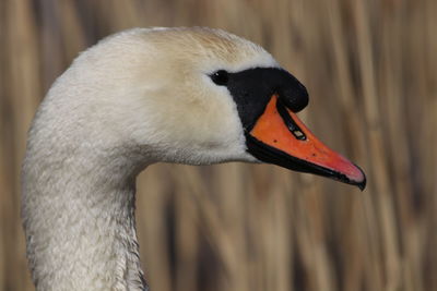 Close-up of swan