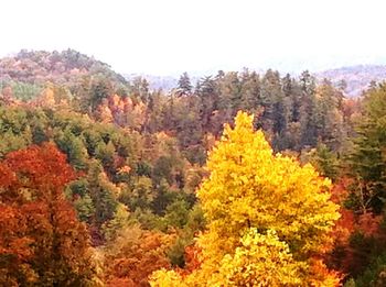 Scenic view of landscape with trees in background