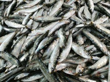 High angle view of fishes for sale at market stall