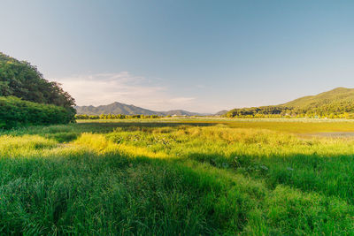 Scenic view of field against sky