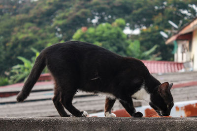 Side view of black cat