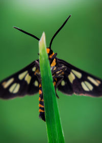 Close-up of insect on leaf